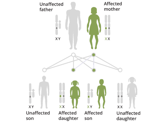 What is X-linked hypophosphataemia X-LINKED HYPOPHOSPHATEMIA – Kyowa ...